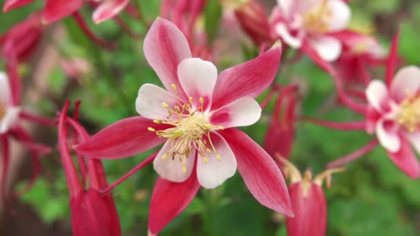 Aquilegia Origami, Beautiful Pink Colomine Flowers in Garden — стоковое видео