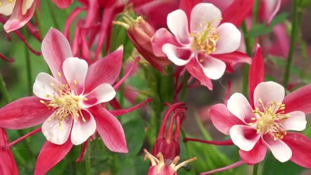 Aquilegia Origami, Hermosa Columbina Rosa Flores en Jardín — Vídeos de Stock