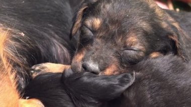Sevimli köpek yavrusu annesinin emdikleri sonra uyku