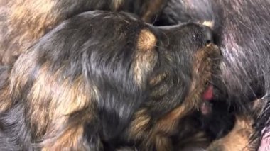 Sevimli yavru emzirmek, köpek yavru onun annesi