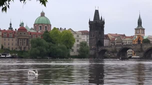 Swans in de Praagse rivier Vltava — Stockvideo