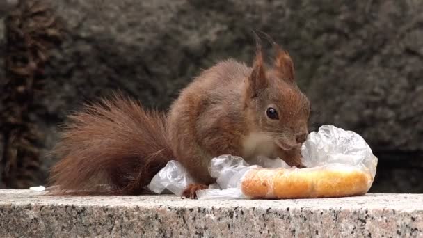 Alimentazione scoiattolo rosso con avanzi di fast food — Video Stock