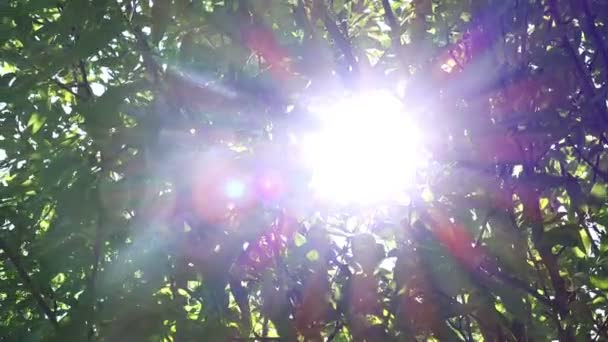 Manhã luz solar picos através de ramos de árvore — Vídeo de Stock