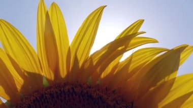 Güneş ışığı doruklarına ayçiçeği yaprakları tarım alanı aracılığıyla