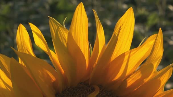 Деталі соняшнику з сільськогосподарського поля — стокове відео