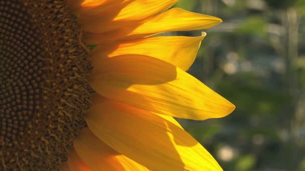 Dettaglio girasole dal campo agricolo — Video Stock