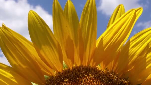 Sonnenblumen-Detail aus der Landwirtschaft — Stockvideo