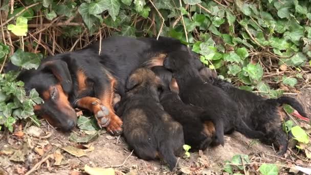 Sevimli yavru emzirmek, köpek yavru onun annesi — Stok video