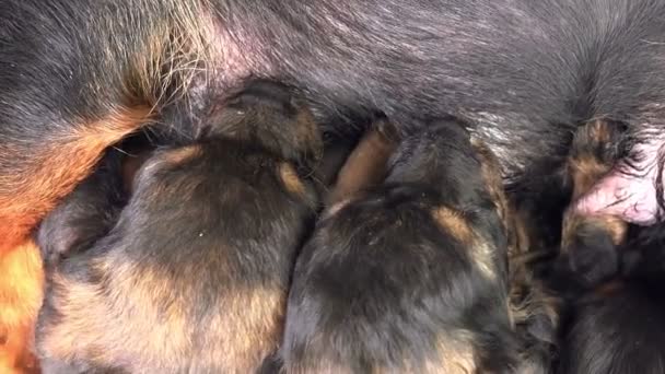 Cute Puppies Breastfeed, Dogs Suckling its Mother — Stock Video