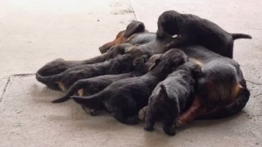 Sevimli yavru emzirmek, köpek yavru onun annesi