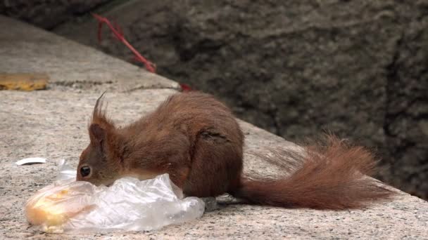 Rode eekhoorn vervoederen van fastfood restjes — Stockvideo