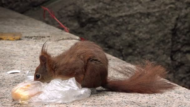 Red Squirrel Feeding with Fast Food Leftovers — Stock Video