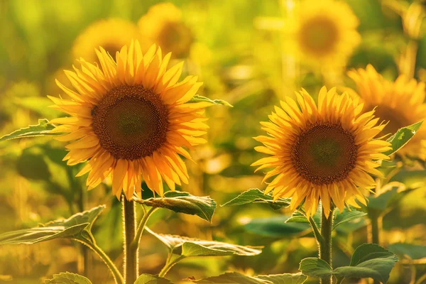 Beautiful Sunlowers in Field — Stockfoto