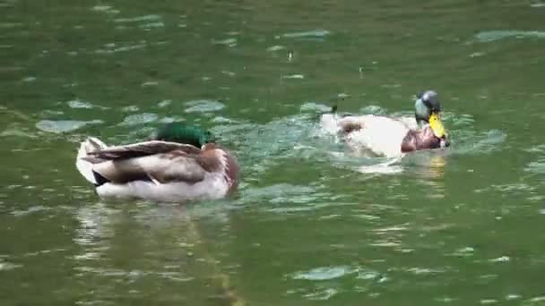 池塘里的鸭子 — 图库视频影像
