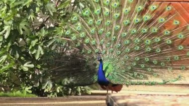 Tavus kuşu dans