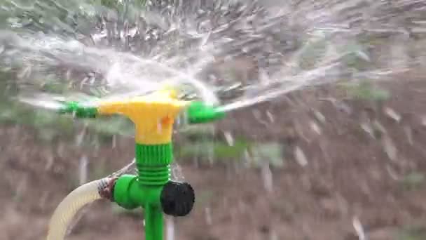 Орошение дождеватель полив овощной сад — стоковое видео