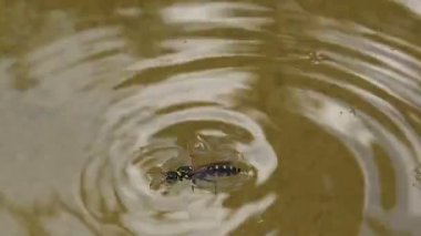 Suda boğulma bal arısı