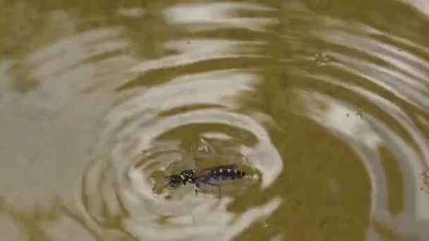 Honey Bee Drowning in Water — Stock Video