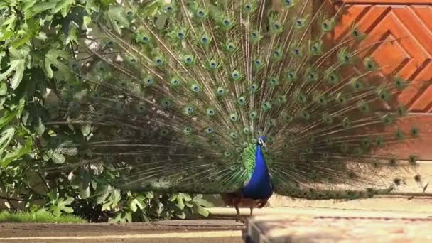 Peacock Dance — Stock Video