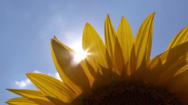 Sluneční paprsky zářící skrze slunečnicové okvětní lístky zemědělské oblasti