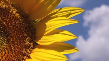 Tarım alanında güzel ayçiçeği