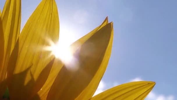 Solljuset strålar skiner igenom solros kronblad jordbruksområdet solig sommardag — Stockvideo