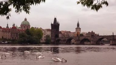 Charles Köprüsü ve kuleler, Prague Old Town adlı güzel ile Nehri Vltava kıyılarına kuğu Yüzme