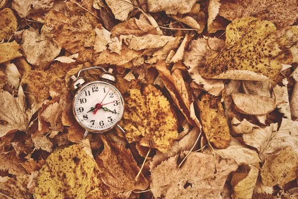 Vintage alarm clock in dry autumn leaves — Stock Photo, Image