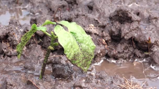 Gouttes de pluie sur les plantes potagères cultivées dans le jardin — Video
