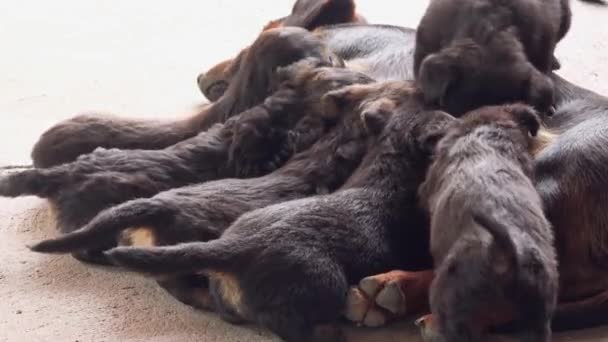 Lindos cachorros amamantan, perros chupando su leche materna — Vídeo de stock