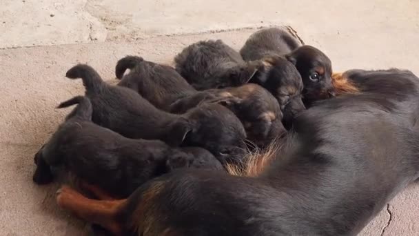 Leuke puppy borstvoeding, honden zuigen de melk van de moeder — Stockvideo