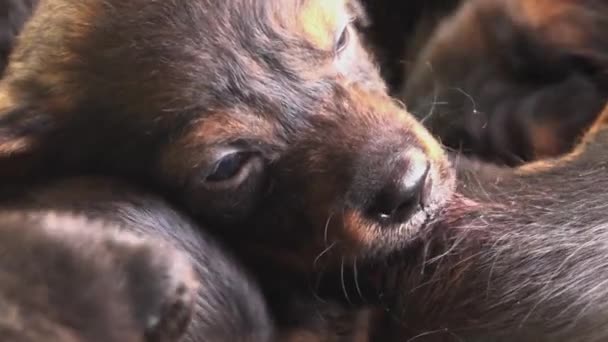 Cute puppies breastfeed, dogs suckling its mother milk — Stock Video