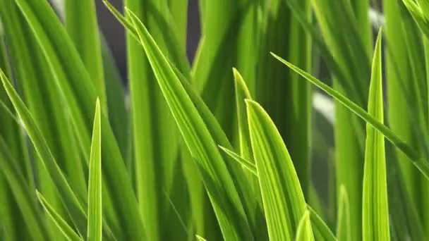 Green Spring Grass, Macro — Stock Video