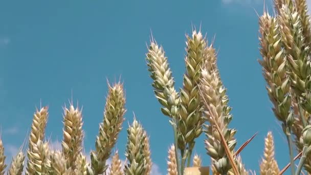 小麦収穫ヘッド、ローアングルのショット — ストック動画