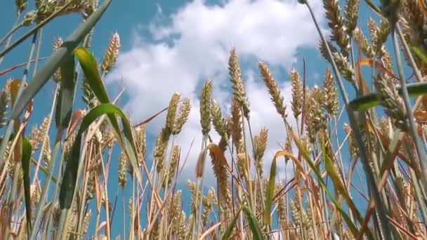 Wheat crop heads, low angle shot — Stock Video