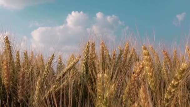 Mano de agricultor en campo de trigo — Vídeos de Stock