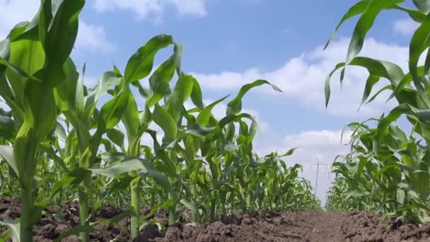 Cultivos de maíz en el campo, ángulo bajo — Vídeo de stock