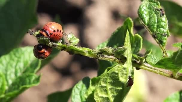 Rozpylanie owadobójczy na ziemniaka Beetle błędów Scaraby — Wideo stockowe