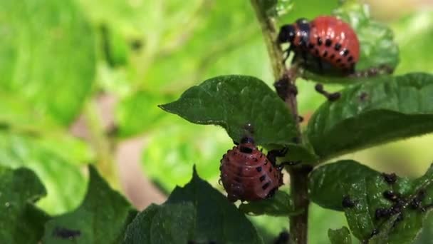 Pulverización de insecticida sobre insectos escarabajo de la patata Larvas — Vídeo de stock