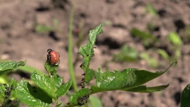 Spraya insektsmedel på potatis skalbagge buggar Larvas — Stockvideo