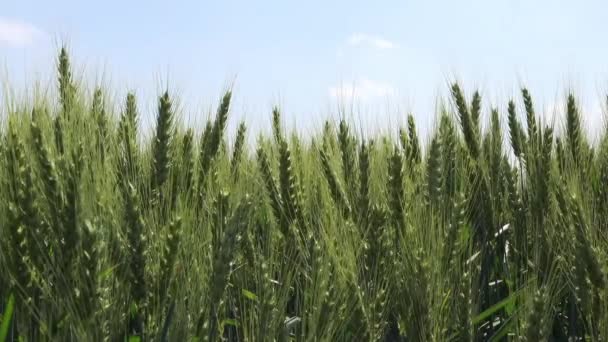 Campo di grano verde — Video Stock