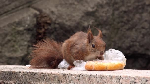 Hungry squirrel feeding with fast food leftovers — Stock Video