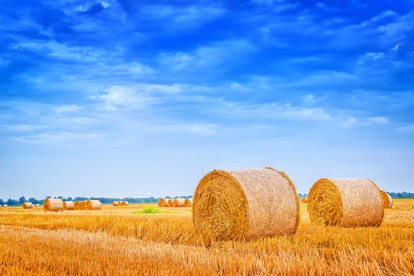 Hay bale rolls in field — Stock Photo, Image