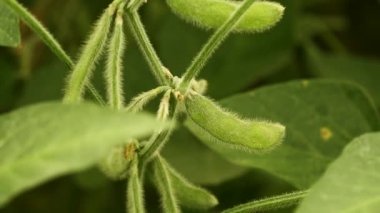 Soya bitki bakla alanındaki