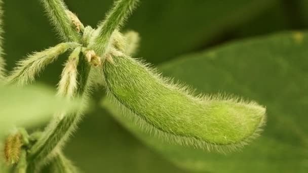 Vainas de cultivo de soja en el campo — Vídeos de Stock