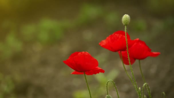 Flores de amapola roja — Vídeo de stock