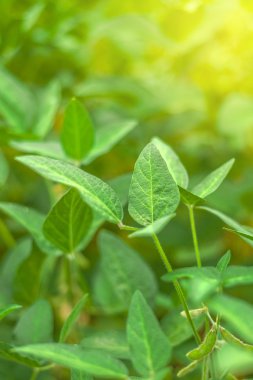 Soya bitkileri alanında