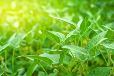 Yeşil soya bitkileri alanında