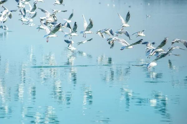 Stormo di gabbiani che sorvolano il lago — Foto Stock