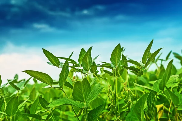 Cultures de soja dans un champ au ciel bleu — Photo